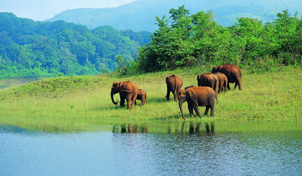 thekkady